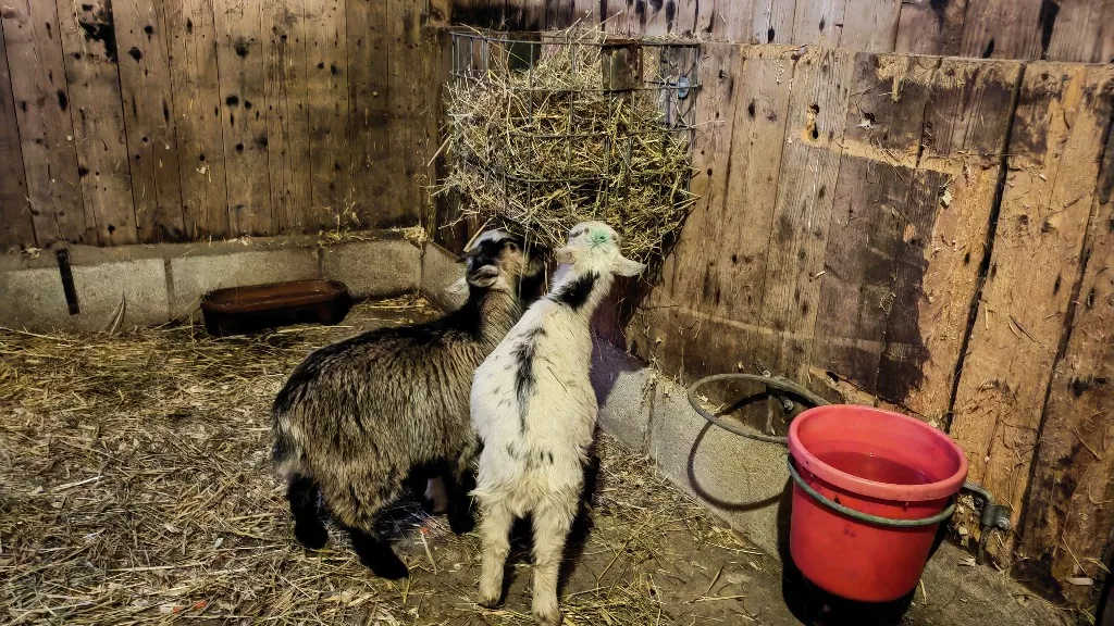 Feeding Goats